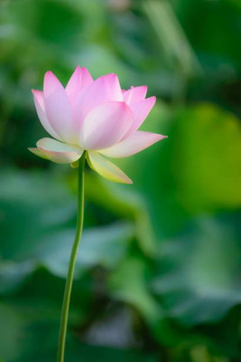 JENY lotus,kamal gatta Seed(15 per packet)