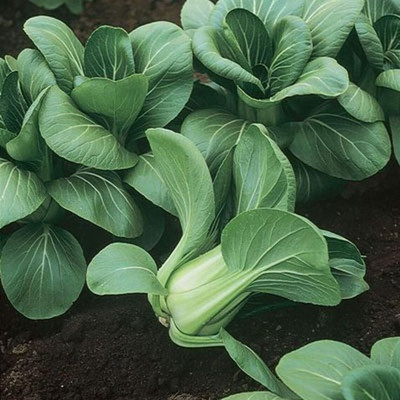 Quentova Mei Qing Choi vegetable-VOX-4T Seed(250 per packet)