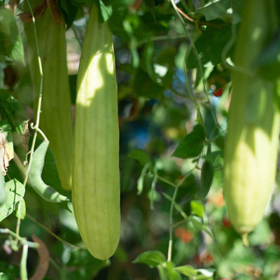 Qualtivate PUA-7A Long Sponge Gourd Seed(50 per packet)