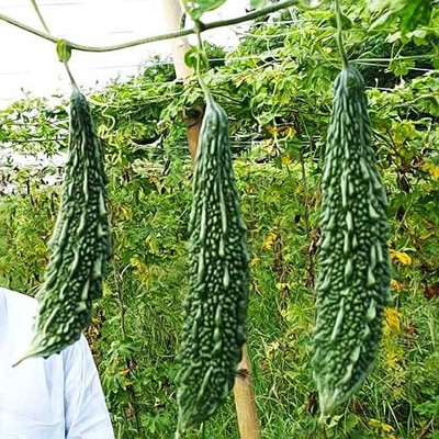 CRGO KARELA , BITTERGOURD Seed(70 per packet)
