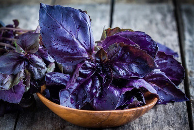 Quentova BASIL, DARK OPAL - HEIRLOOM-TKK Seed(300 per packet)
