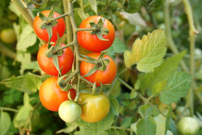 Earthvilla tomato Seed(105 per packet)