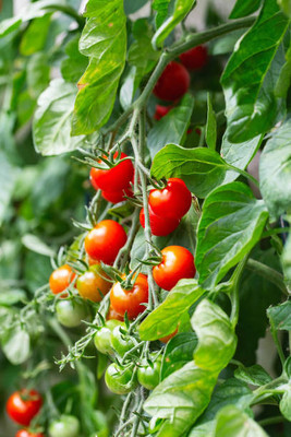 Greenery Seed Retail tomato Seed(125 per packet)