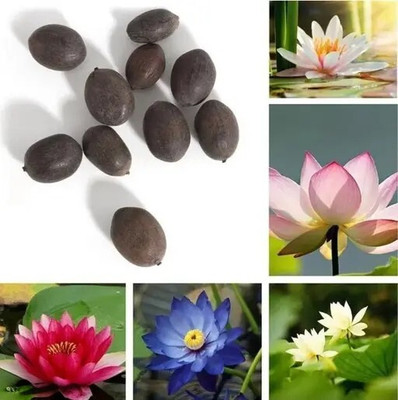 BEE Garden Kamal Seed Seed(20 per packet)