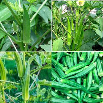 ibains Lady finger seeds 12 Seed(12 per packet)