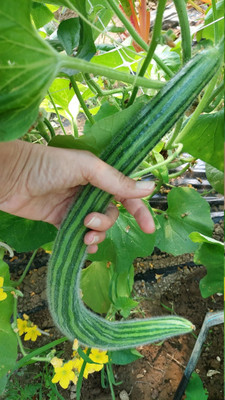 CYBEXIS NDIR-17 - Long Melon Kakdi - (150 Seeds) Seed(150 per packet)