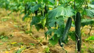 Seedsqlty Cucumber seeds hybrid all seasons Seed(110 per packet)