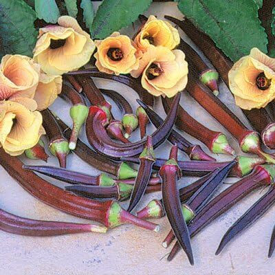 WILLVINE Okra: Burgundy Red Heirloom Seeds Open Pollinated-[1000 Seeds] Seed(1000 per packet)