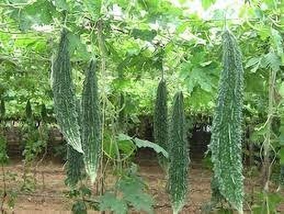 seedkart Karela/Bitter gourd Seed(50 per packet)