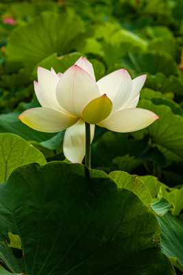 VERDOR lotus,kamal seeds Seed(12 per packet)