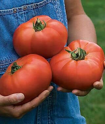 DIVINE TOMATO , TAMATAR Seed(250 per packet)