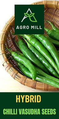 WILLVINE HUA -IX CHILLI VASUDHA/GREEN CHILLI/MIRCH [1gm, 200 Seeds] Seed(200 per packet)