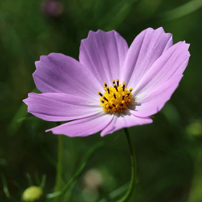 VibeX XLR-57 - Flower (Cosmos) - (30 Seeds) Seed(30 per packet)