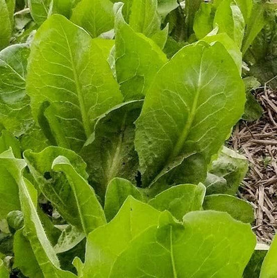 WILLVINE GBPUT -I African Cabbage Seeds [50g] Seed(15000 per packet)