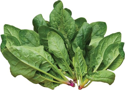 CYBEXIS XL-80 - Space Hybrid Spinach - (2250 Seeds) Seed(2250 per packet)