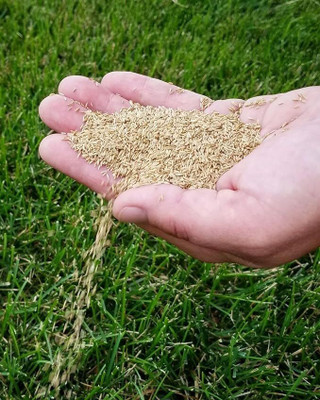 GREENSEA Lawn Grass/Bermuda Grass/Carpet Grass Seed(6500 per packet)