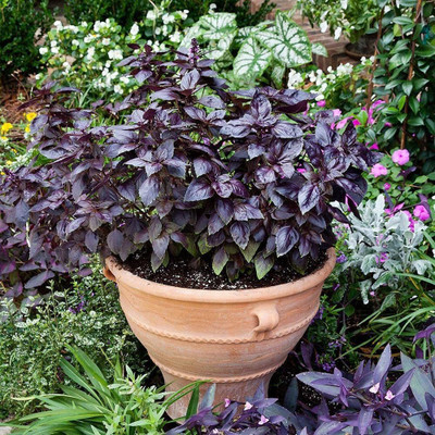 WILLVINE NDIR-50 Dark Opal Sweet Basil Seeds Seed(1000 per packet)