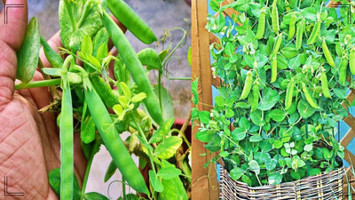 Aywal Pea (Organic) - Green Arrow Seed(350 per packet)