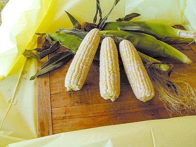 WILLVINE MAH -II F1 Hybrid Pusa Improved Sweet Corn -[100g] Seed(400 per packet)