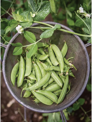 Quentova Super Sugar Snap Pea-RJ-7R Seed(100 per packet)