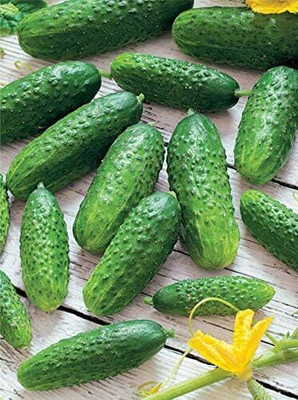Qualtivate FXL-5AT Pickling Cucumber Open-Pollinated Seed(300 per packet)