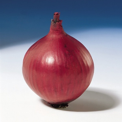 Quentova Onion Red Baron-RJ-11Z Seed(300 per packet)