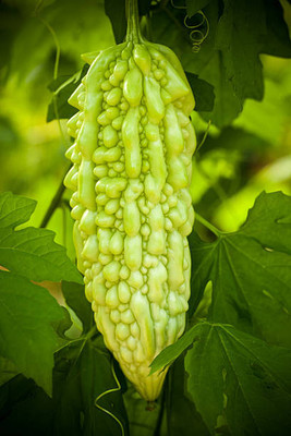 AFARTIOBINA 7 PCS BITTER GOURD SEEDS-A01 Seed(7 per packet)