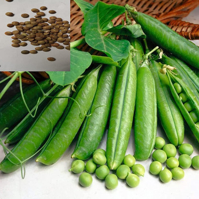 CYBEXIS Fast Growing Climbing Pea seeds800 Seeds Seed(800 per packet)
