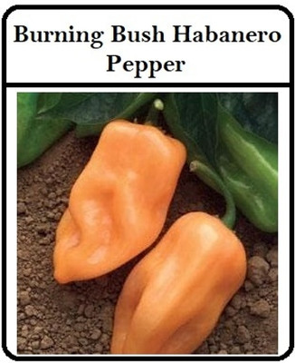 KNESSiN Organic Burning Bush Habanero Pepper Vegetable Seeds For Planting-(2400 Seeds) Seed(2400 per packet)