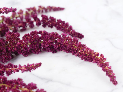 Aywal Amaranthus Seed(90 per packet)
