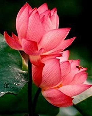 MAA Lotus Seed(51 per packet)