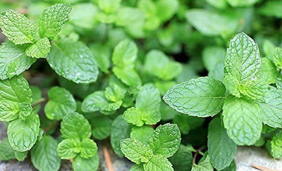 CYBEXIS XLR-74 - Kentucky Colonel Mint - (1350 Seeds) Seed(1350 per packet)