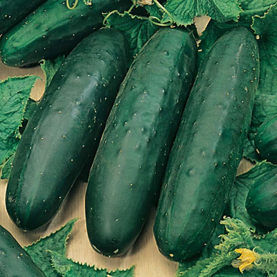 KNESSiN Cucumber Slicing Marketmore Seed(500 per packet)