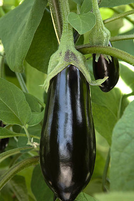 Kodali Hybrid F1 Brinjal Seeds Pack Of 31 Seed(31 per packet)
