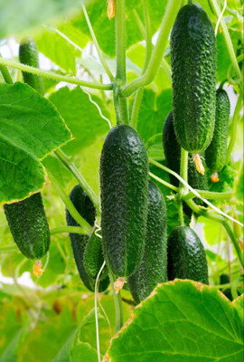 BSARKAR Cucumber seeds Seed(20 per packet)