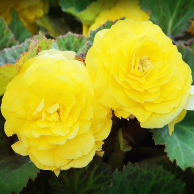 VibeX ATS-16 - Yellow Begonia - (270 Seeds) Seed(270 per packet)