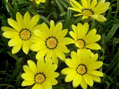 Quentova Gazania Bush Green Leaf Yellow Sunrise-NDIR-9X Seed(40 per packet)