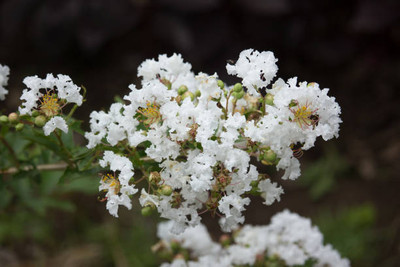 XOLDAA gypsophila flower Seed(100 per packet)