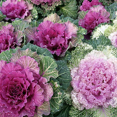Paudha Ornamental Kale Seed(20 per packet)