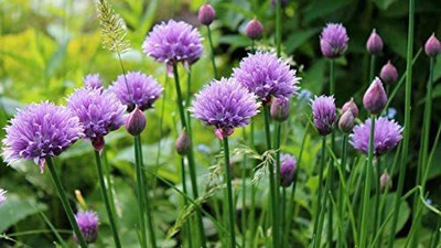 VibeX XLL-69 - Hybrid Chives - (750 Seeds) Seed(750 per packet)
