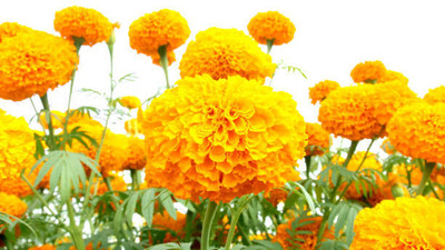 Arshayat marigold/gende ka phool flower seeds Seed(75 per packet)