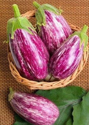 CEZIUS Sow and Grow Rosa Bianca Eggplant Vegetable-a13V Seed(450 per packet)