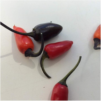KNESSiN Disease-Resistant HOT ORZOCO CHILLI Seeds for Home Gardening-(2400 Seeds) Seed(2400 per packet)