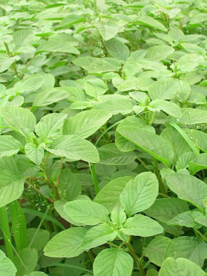 Arshiayat Amaranthus(Green) Thotakura Seed(400 per packet)