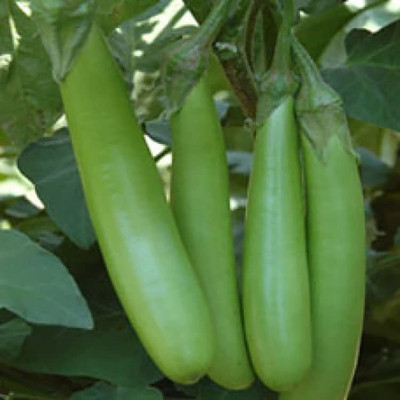 Aywal Green Long Begun Seed(25 per packet)