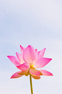 Vignaya lotus,kamal gatta Seed(14 per packet)