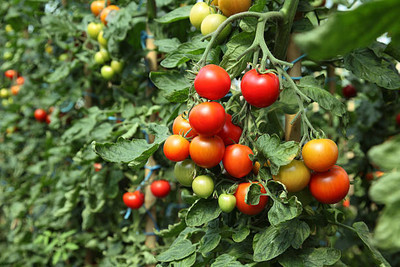 VRAKSHA tomato Seed(75 per packet)