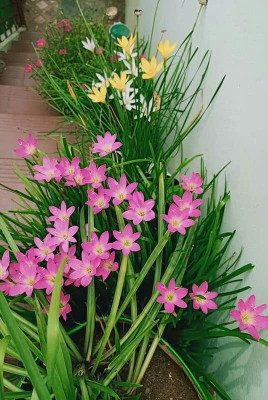 Cloud Farm Lily Plant Seed(5 per packet)