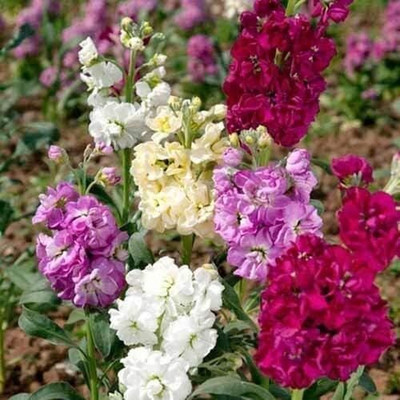 LPR STOCK Seed(30 per packet)