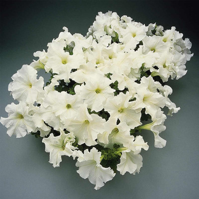 Biosnyg Petunia - Supercascade Series Flower -White Color[100 Seeds] Seed(100 per packet)